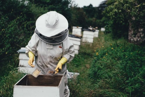apiculteurs amateurs et professionnel2