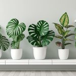 découvrez 5 plantes d’intérieur aux feuillages panachés rares pour apporter une touche unique et élégante à votre salon, transformant votre espace en un véritable écrin de verdure.